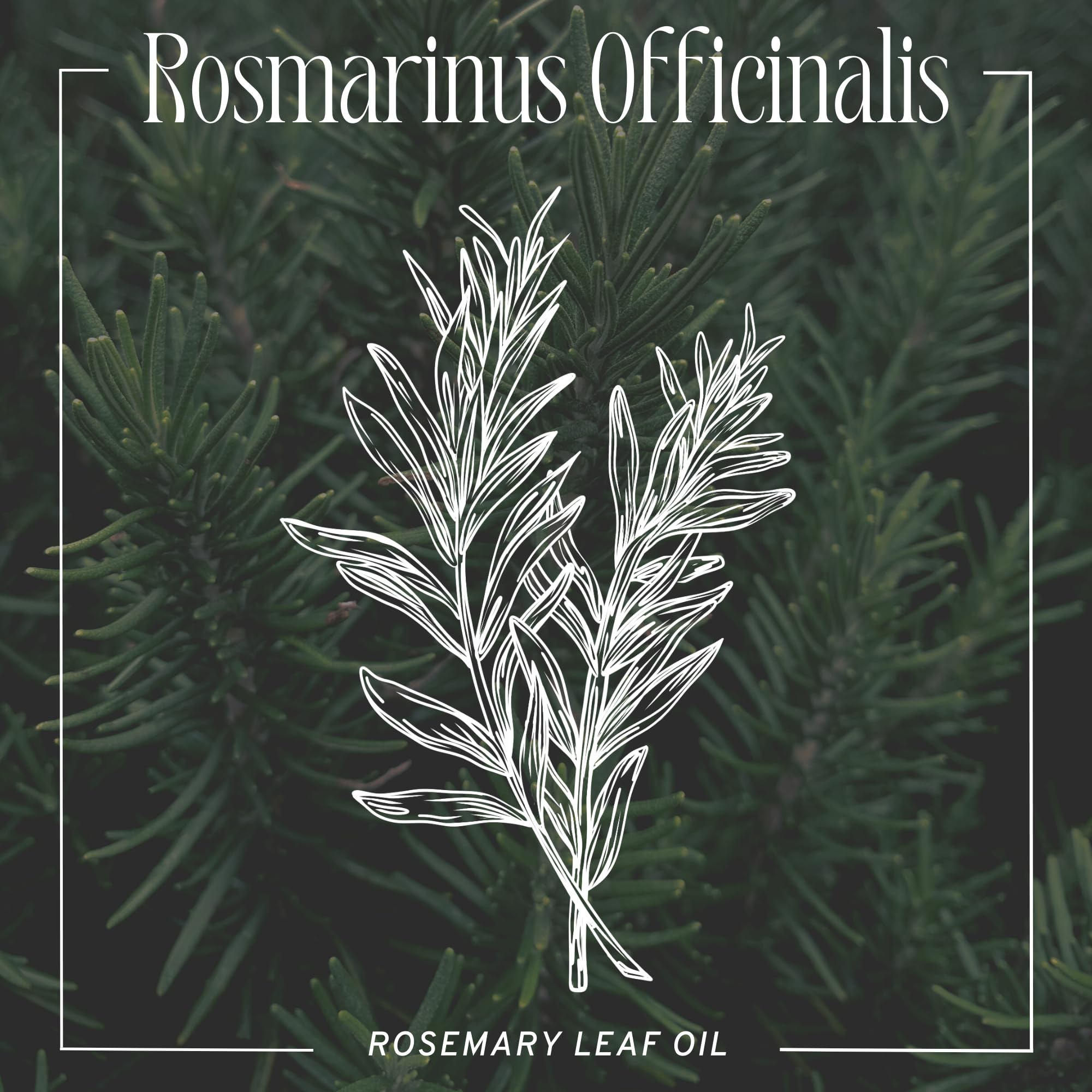 Captain Blankenship Mermaid Hair Oil, 1oz Bottle